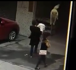 Suicidal Jumping Dog Lands On Woman
