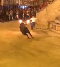 Bull With Horns on Fire Fucks Dude Up (Another Angle)