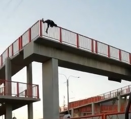 Crazy Woman Jumps Off the Easy Pass Bridge (2 Angles)