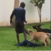 Thief Attacked by Dogs... Owner Just Films