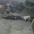 Guy is Murdered in Front of his Loyal Dog Who Stays with Dying Man
