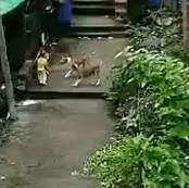 Shocking Moment Stray Dogs Attack and Drag Boy Off