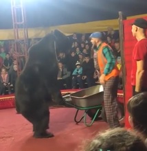 Bears Had Enough Bullshit .. Attacks Handler!