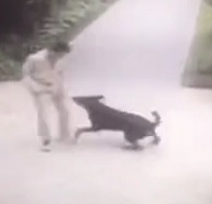 Vicious Dog Attacks Man Out for a Stroll 