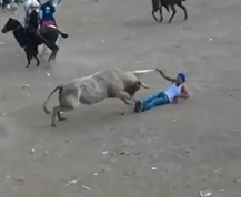 White Bull Kills Moron (MUCH Better Quality and Angle)