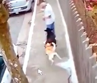 Man Taken Out By Dogs and Dies