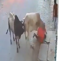 LOL: Cows Seek out Revenge on Orange Shirt Guy