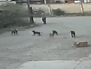 Guy Attacked by Pack of Wild Dogs.