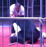 Black Bear Attacks Trainer During Show in China.