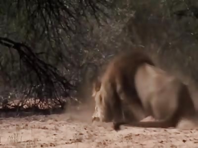 Hunting the Lion in Africa