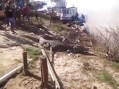 Giant alligator found in Brazil