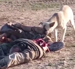 Dog eat the viscera of dead soldier