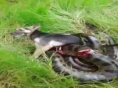 Dog rescued from being eaten by python