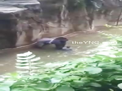 3 Year Old Child Falls Into The Pit Of Gorillas In A Zoo