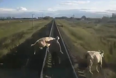 Shepherd and His Cow Being Killed by Train (VOLUME WARNING)