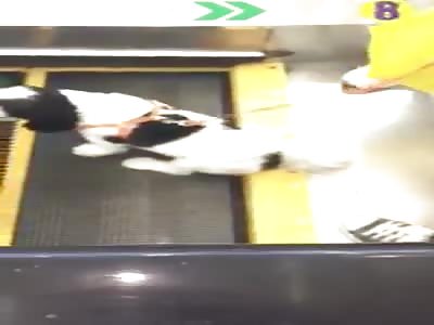 PUP'S PAW GETS CAUGHT IN ESCALATOR