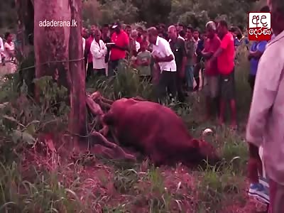 MAN DIES AFTER PREGNANT COW FALLS ON HIM