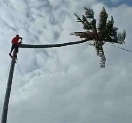 Palm Tree Lumberjack Makes a Critical Mistake