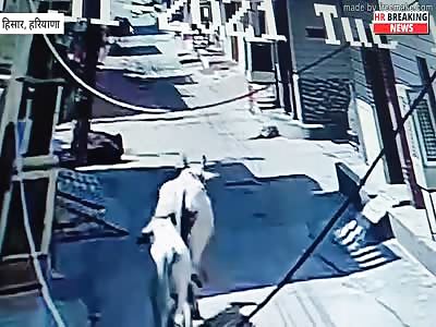 COW BRUTALLY ATTACKED ON GIRL
