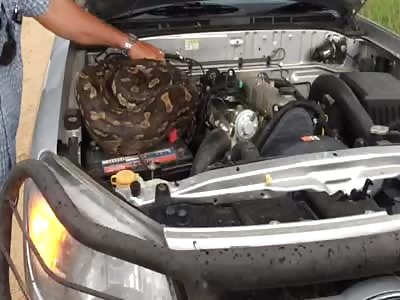 African Rock Python in Motor WTF