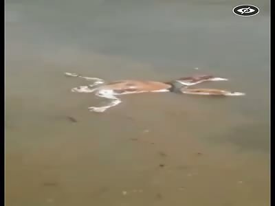 Floating corpse on a river in Colombia.