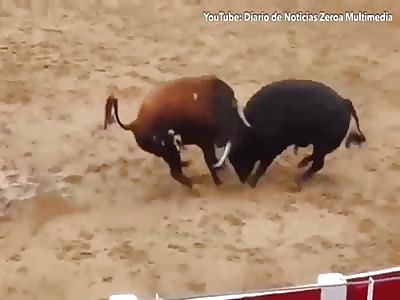 Two bulls die in shocking clash of heads in arena in northern Spain
