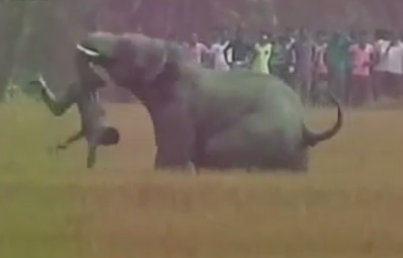 Footage of Elephant attacking  man to death in West Bengal; Four killed