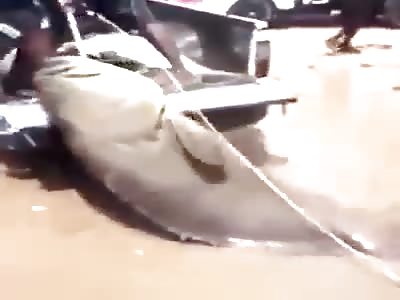  giant grouper now if you will have a feast