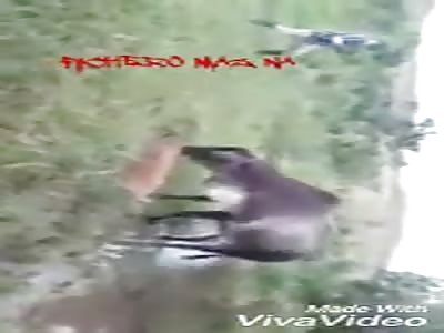 Very sad cow revenge for anaconda