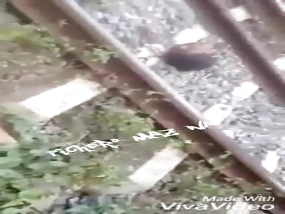 Beheaded man taken under a train