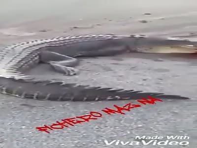 Two crocodiles crushed by truck