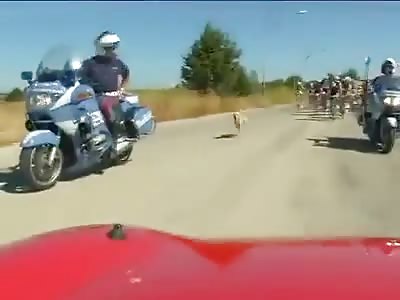 A dog wins the race to cyclists  (funny)