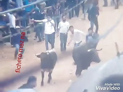 Mexicans like to be caught by a bull