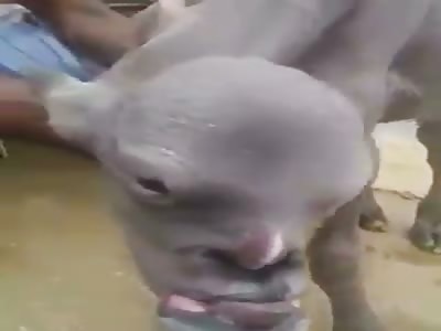 Animal with human face (this happens when you have sex with your pet)