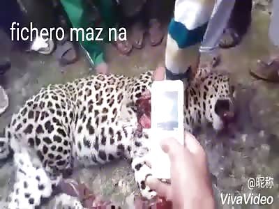 Shocking leopard run over by train