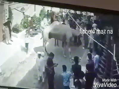 very dangerous camel's leg