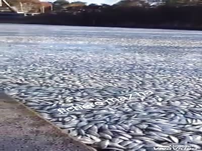 AWESOME: and God multiplied in the waters of the river the fish to feed the s