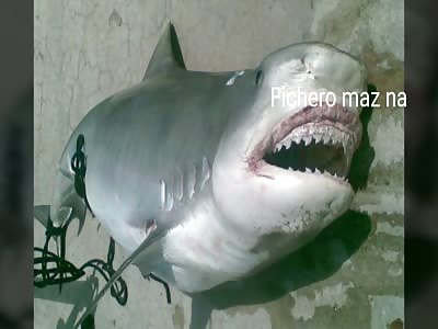 BEAUTIFUL: man eaten by shark