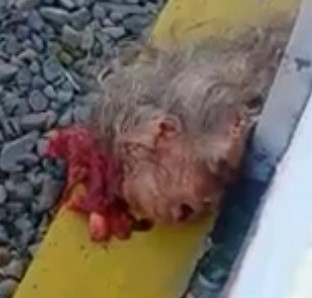 Elderly Woman Beheaded by Train