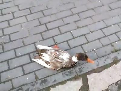 pack of stray dogs kill all ducks in park Macedonia