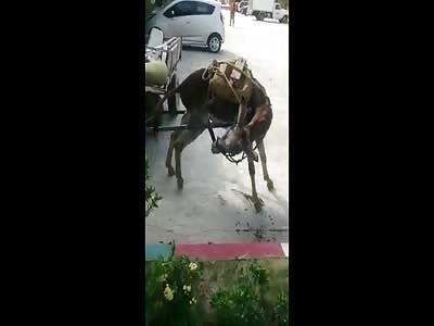 LOL: Donkey Sucks On His Own Penis And Then Celebrates!