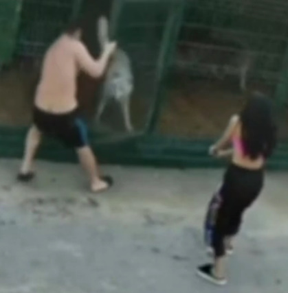 Retard Goes Inside a Dog Cage to Instigate them and Almost Loses His Forearm
