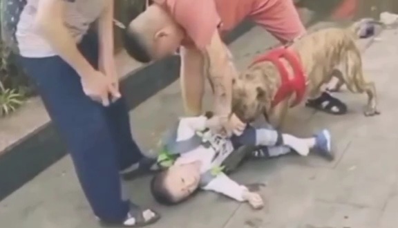 Pitbull Attacks Chinese kid