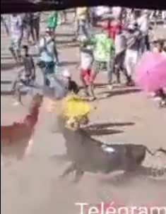 Fucking idiot tries to punch a bull and gets seriously injured