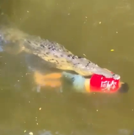 Man Dies In Horror Crocodile Attack While Crossing River In Costa Rica