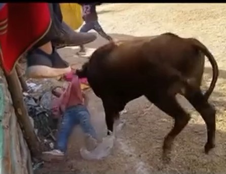 Damn Peruvian fucked by rabid bull