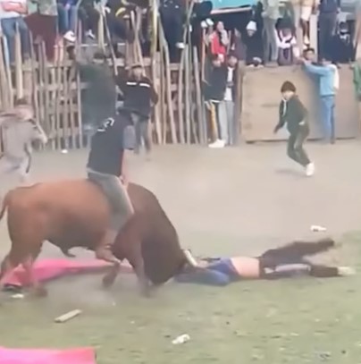 Man Cruelly Fucked by Riding Bull in ecuador 