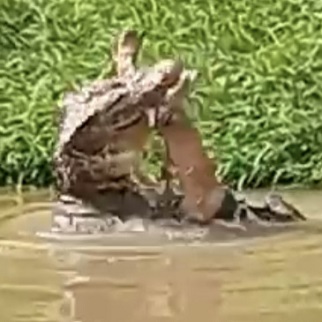 Horrific Way to Die: Crocodile Attack