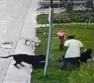 Dog Attacked A Child And His Mother In China