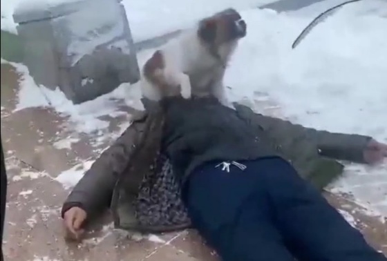 Dog protecting the dead body of his owner 